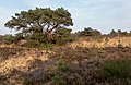 bij Velp, boom op het veld bij de Driesprong