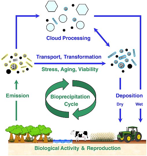 Global bioaerosol cycling After emission from the biosphere, bioaerosol particles interact with other aerosol particles and trace gases in the atmosphere and can be involved in the formation of clouds and precipitation. After dry or wet deposition to the Earth's surface, viable bioparticles can contribute to biological reproduction and further emission. This feedback can be particularly efficient when coupled to the water cycle (bioprecipitation).[166][152][136]