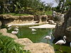 Flamencos en el área Madagascar del Bioparc