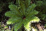 Miniatura para Blechnum magellanicum