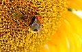 Bombus Bumblebee (Bestoevning).jpg