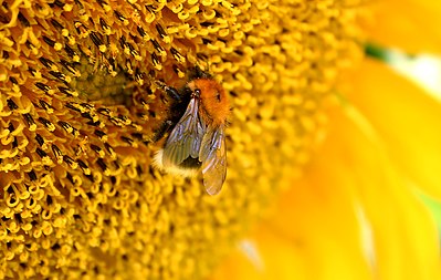 Bombus Bumblebee (Bestoevning)