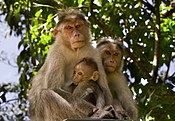 Bonnet Macaque - Из Кералы.jpg
