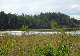 Bårsjön i Bårsjöns naturreservat