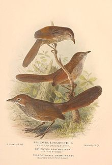 Dasyornis longirostris, Dasyornis brachypterus og Dasyornis broadbenti