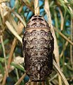 Pupa, dorsal view