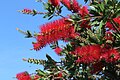 Callistemon citrinus