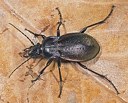 Ligeti futrinka (Carabus nemoralis)