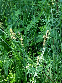 Hartmano viksva ( Carex hartmanii)