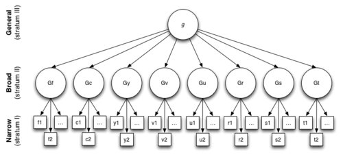 An illustration of John B. Carroll's three stratum theory, an influential contemporary model of cognitive abilities. The broad abilities recognized by the model are fluid intelligence (Gf), crystallized intelligence (Gc), general memory and learning (Gy), broad visual perception (Gv), broad auditory perception (Gu), broad retrieval ability (Gr), broad cognitive speediness (Gs), and processing speed (Gt). Carroll regarded the broad abilities as different "flavors" of g. Carroll three stratum model of human Intelligence.png