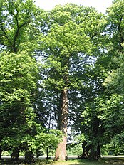 Trees, National Botanic Garden of Belgium, Meise