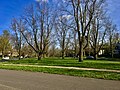 'Christine Buisman', Chapin Parkway, Buffalo, New York (May, 2020)