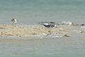 8 Seeregenpfeifer (Charadrius alexandrinus)