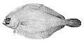 Amerikinis nykštukinis botas (Citharichthys arctifrons)