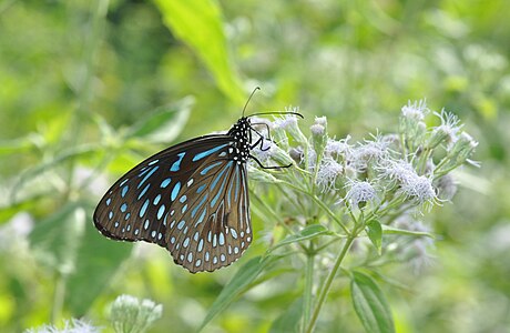 Ventral view