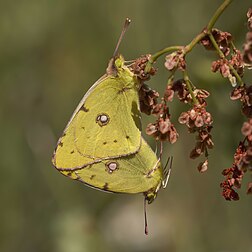 Borboletas-maravilha (Colias croceus) acasalando no Parque Nacional Pirin, Bulgária. É uma das espécies mais difundidas na Europa. Sua faixa de reprodução é o norte da África e o sul da Europa e para o leste através da Turquia até o Oriente Médio, mas ocorre na maioria da Europa como um migrante de verão. Essas borboletas podem viver em qualquer área aberta no campo, incluindo terras baixas, falésias costeiras e campos contendo as plantas hospedeiras da lagarta, a uma altitude de até 1 600 metros acima do nível do mar. (definição 3 216 × 3 216)