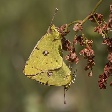 Colias croceus mating by Charles J. Sharp