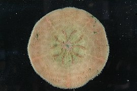 Clypeaster cyclopilus