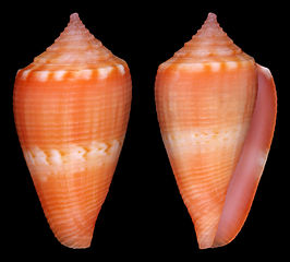 Conus glenni