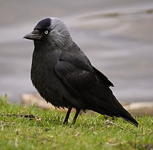 Western jackdaw Corvus monedula grass cropped.jpg