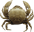 Crab-icon.png
