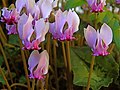 120px-Cyclamen_hederifolium_prominent_auricles.jpg