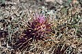 Cynara cardunculus