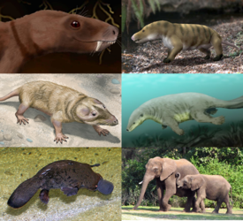 1-й ряд: Trirachodon berryi, Probainognathus jenseni; 2-й ряд: Brasilitherium riograndensis, Castorocauda lutrasimilis; 3-й ряд: Ornithorhynchus anatinus (утконос), Loxodonta africana (саванные слоны)