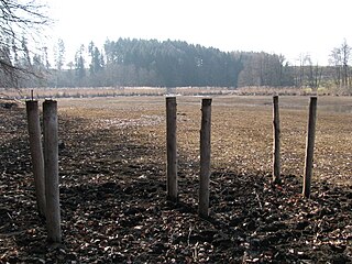 Abgelassener Weiher (Februar 2011)