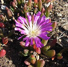 Disphyma crassifolium subsp. clavellatum.jpg