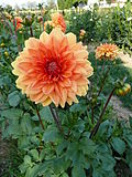 Vignette pour Dahlia