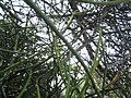 Euphorbia tirucalli (YS) (2).jpg