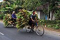 Agriculteurs transportant du maïs sur des vélos roadsters en Indonésie