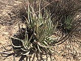 Growing in habitat at Torrey Pines