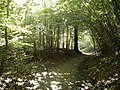 Riis Skov forest