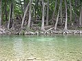 Cypress trees line the waters of the Frio River, located in the Texas Hill Country.