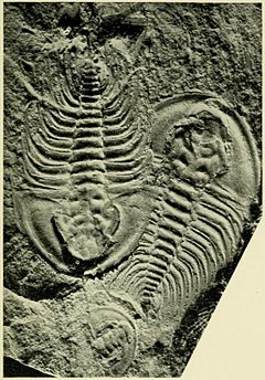 Fritzolenellus truemani USNM PAL 60084.jpg