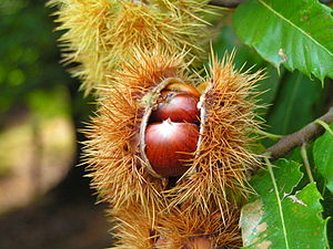 31/10: Castanyes, els fruits del castanyer.