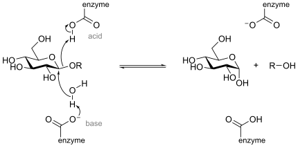 Инвертирующий механизм гидролиза гликозидов mech.svg