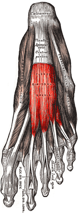 Musculus flexor digitorum brevis