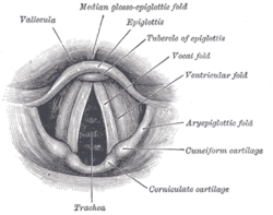 Laryngoskopický pohled na hlasivky