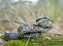 Close-up, eye-level view of a large snake outdoors, on green moss. The snake has shiny, gray-black scales dorsally, and cream-coloured ventral scales checked with large grey blotches. The snake's body is folded back on itself, and it has its tongue extended.