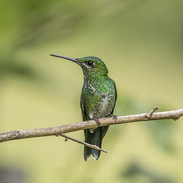 Green-crowned brilliant (created and nominated by Charlesjsharp)