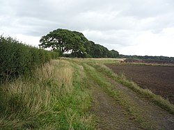 A field with woodland in the background