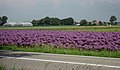 Flowers near Egmond-Binnen