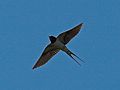 Barn Swallow in flight