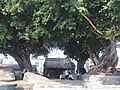 紅草鎮南汾村百年歷史的榕樹