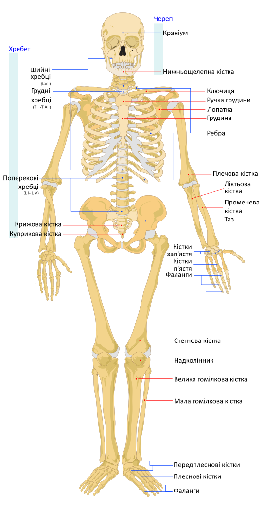 Скелет спереду