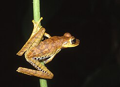 Gunther's banded tree frog hanging on to a vertical green plant