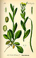 Huseník převislý (Arabis turrita)